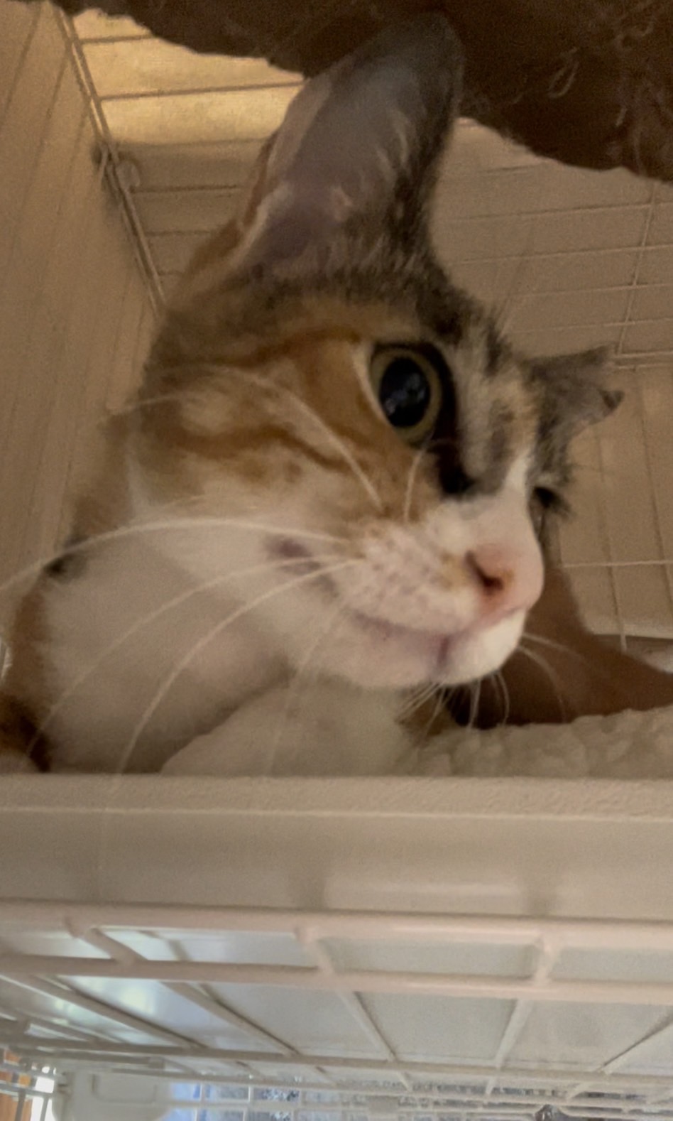 お目目パッチリの可愛い女の子クルミ！