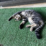 生後3ヶ月ぐらいの子ねこ(男のコです)