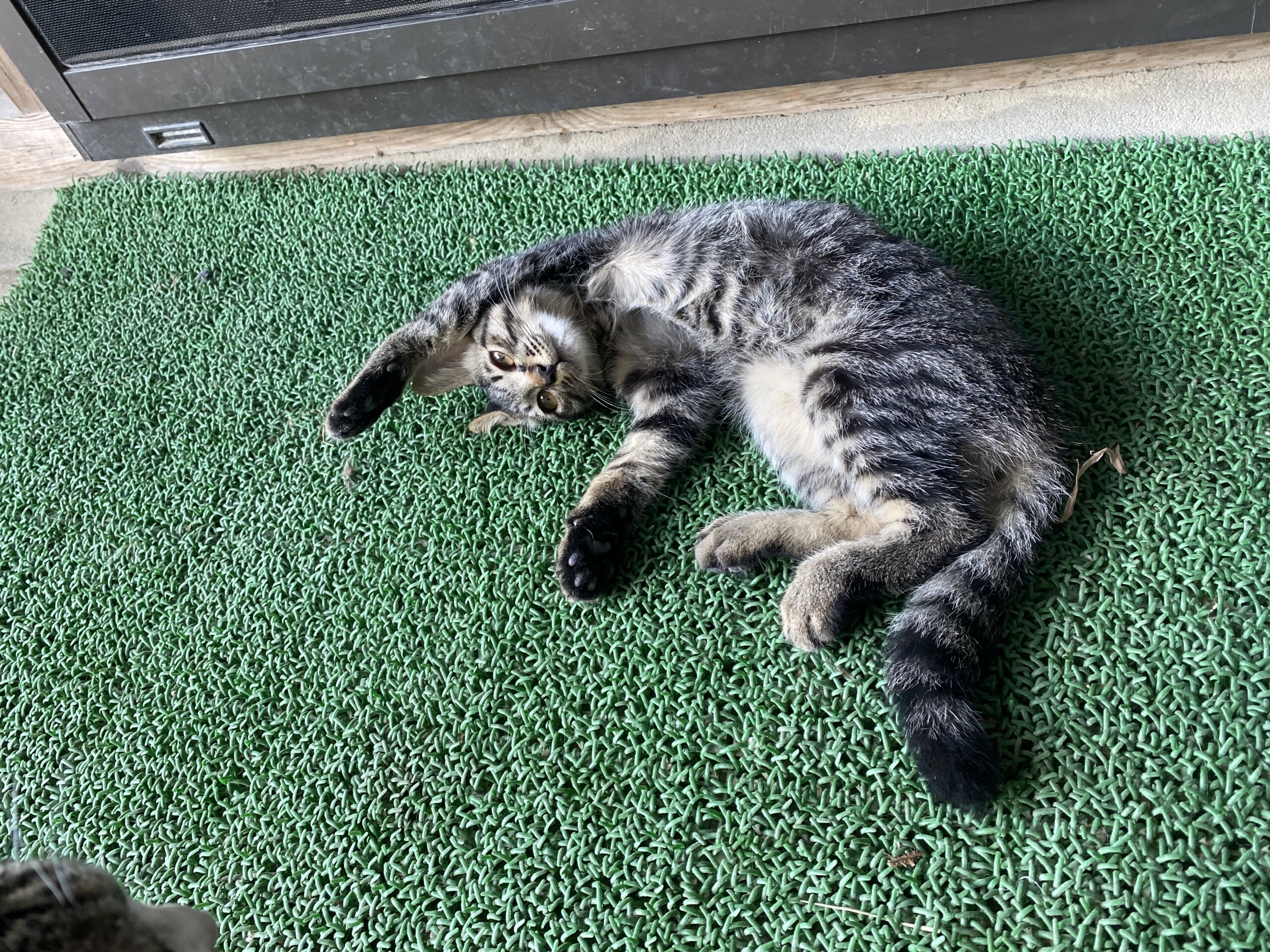 生後3ヶ月ぐらいの子ねこ(男のコです)