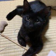 おっとりフワフワな黒猫女の子