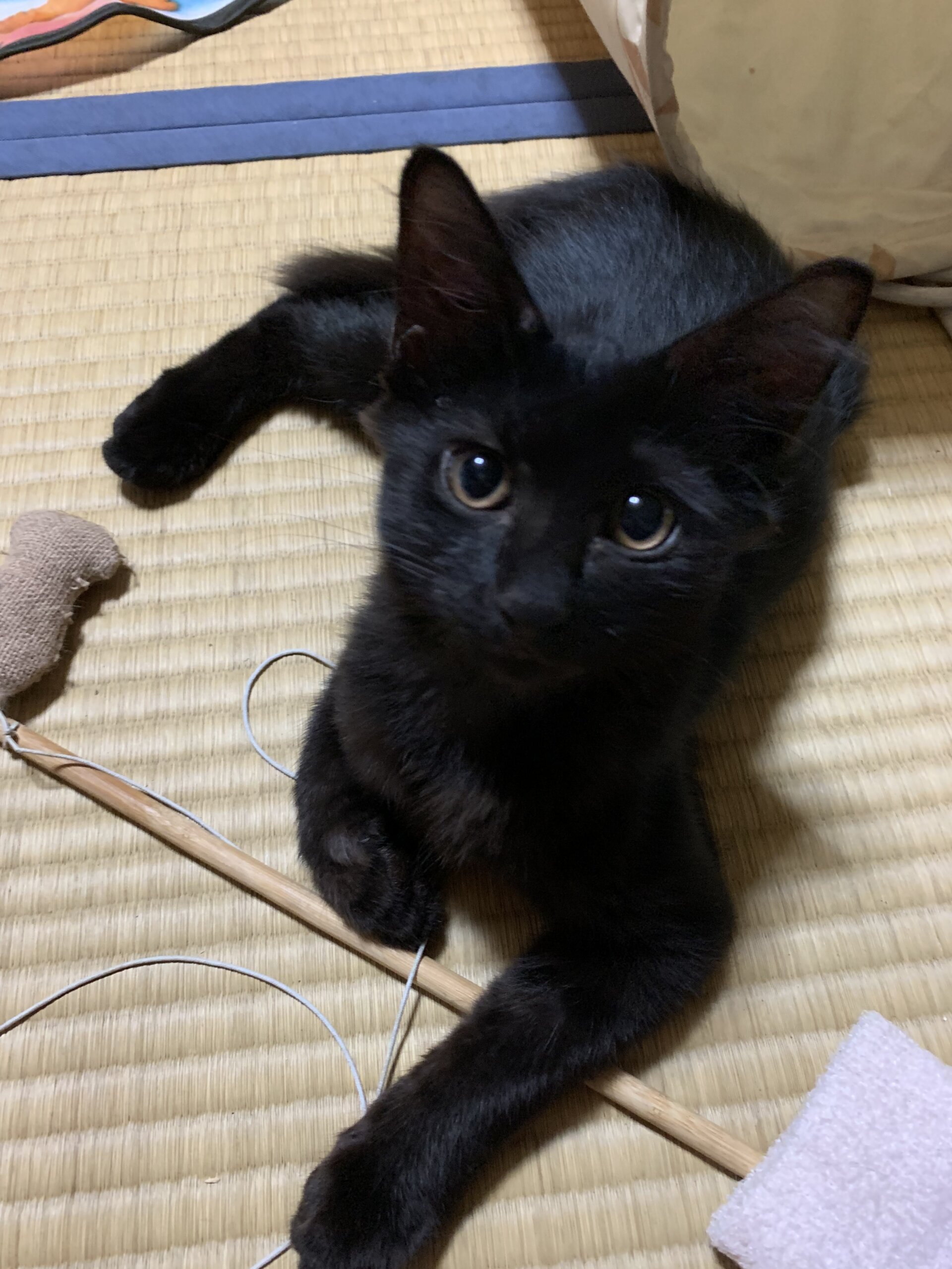 おっとりフワフワな黒猫女の子