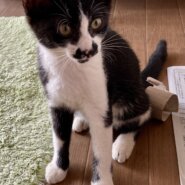 里親急募！　かわいい女の子です！！