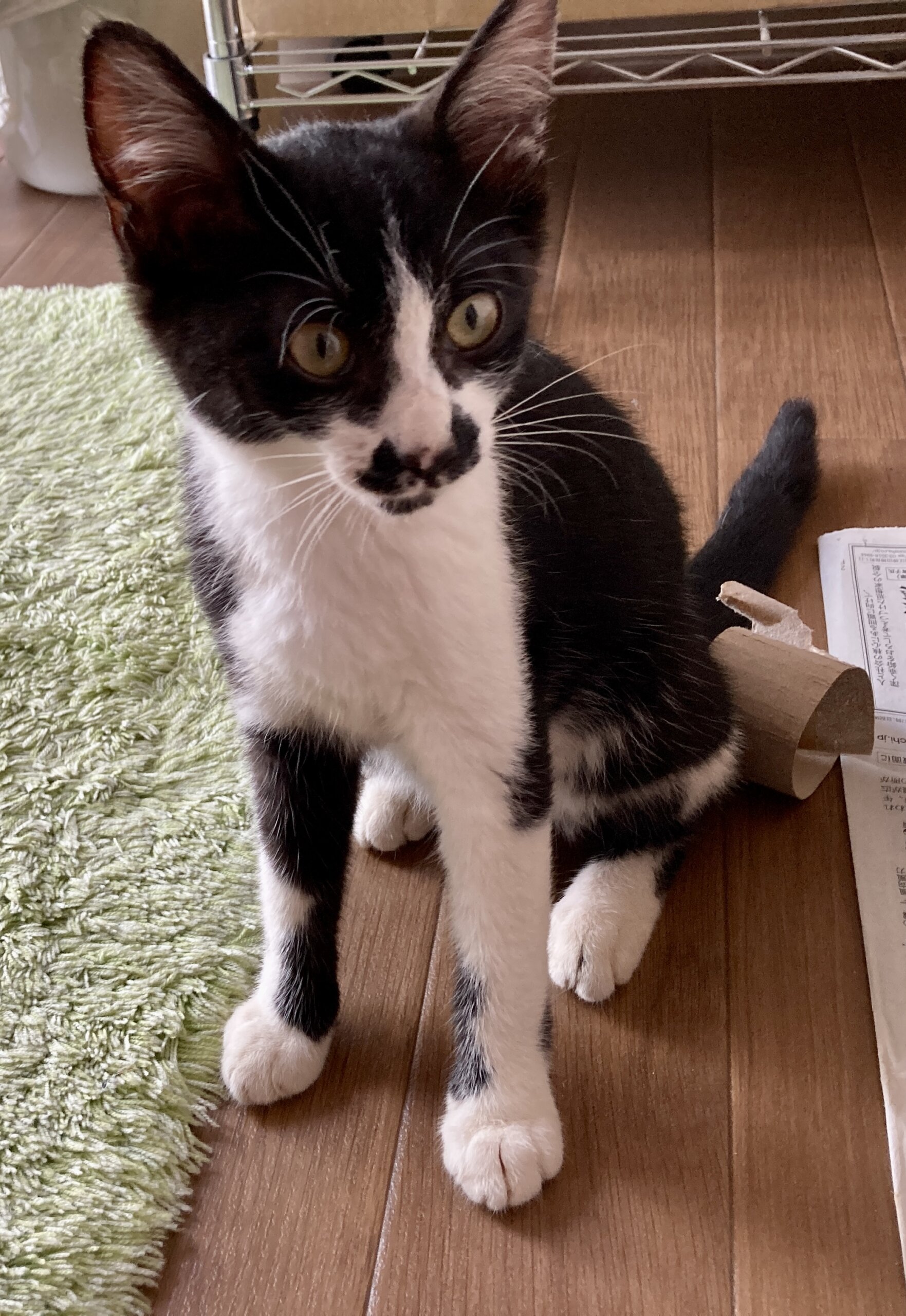 里親急募！　かわいい女の子です！！