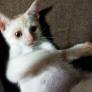 生後2ヶ月半の男の子