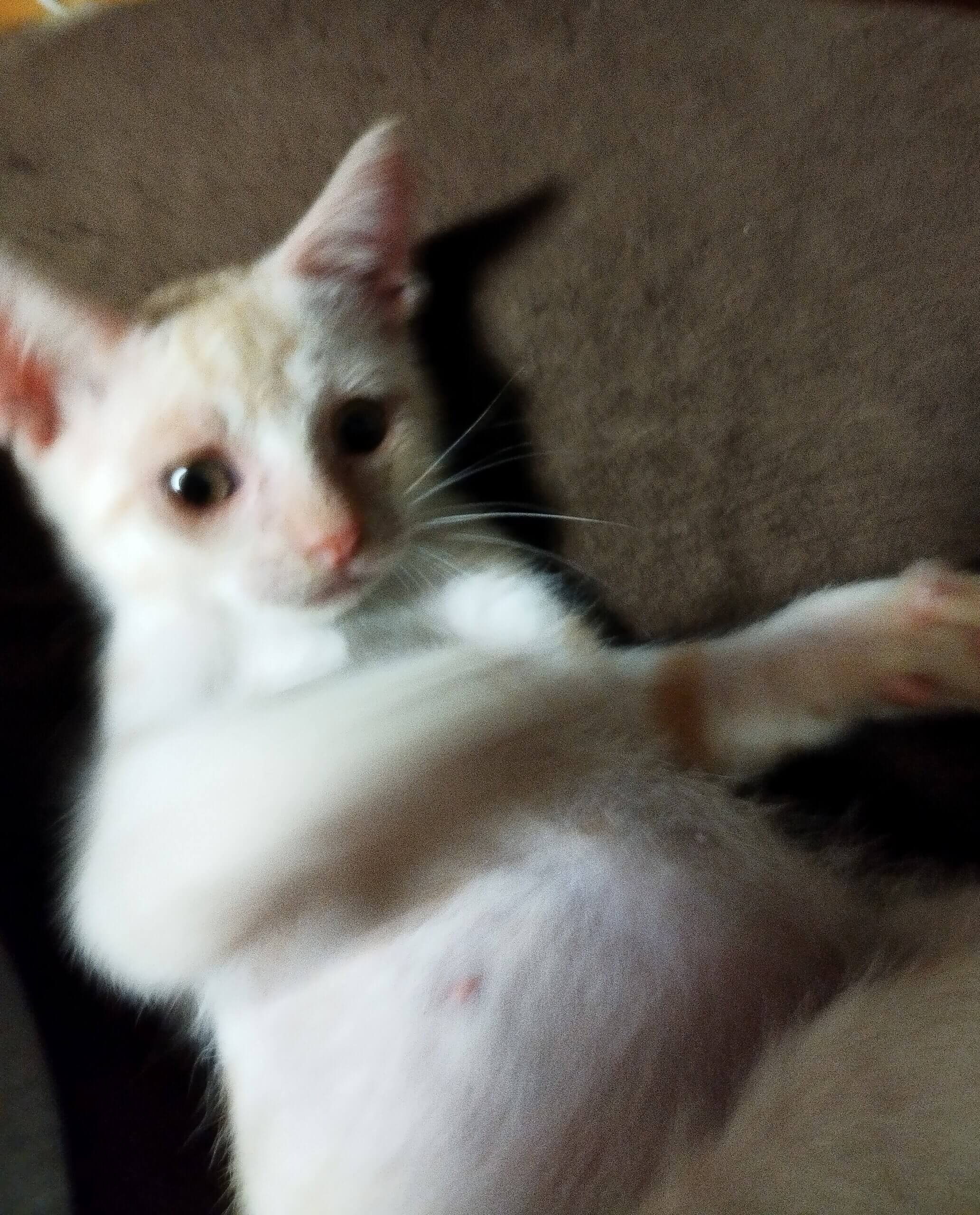 生後2ヶ月半の男の子