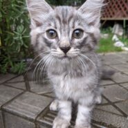 可愛い生後2ヶ月のサバシロの女の子