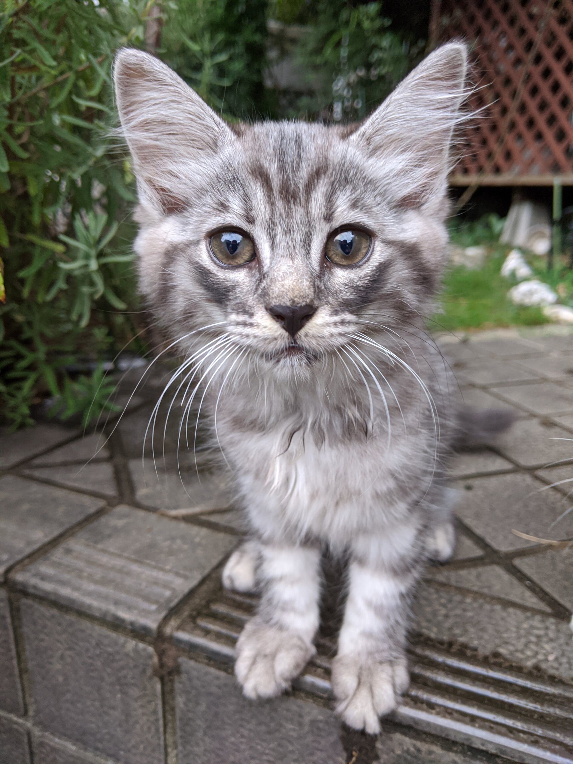 可愛い生後2ヶ月のサバシロの女の子