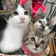 子猫36匹の譲渡会！愛知県みよし市