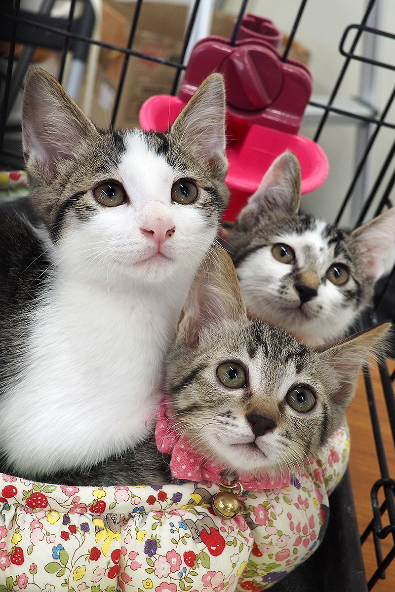 子猫36匹の譲渡会！愛知県みよし市