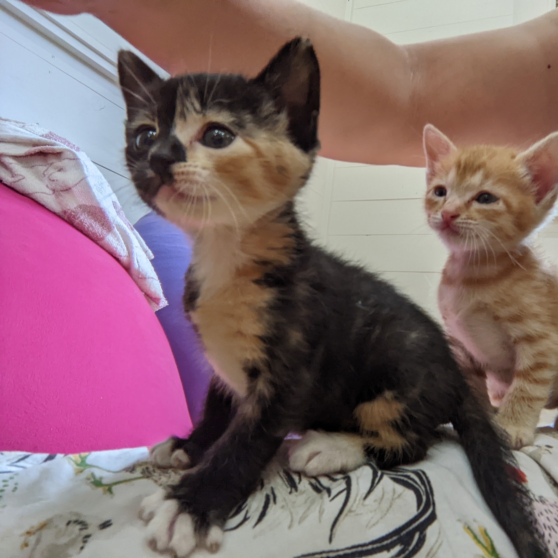 【写真更新】生後1ヶ月、遊び好きハーフサイダー♀