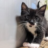 【トライアル予定】生後1ヶ月おてんばガール