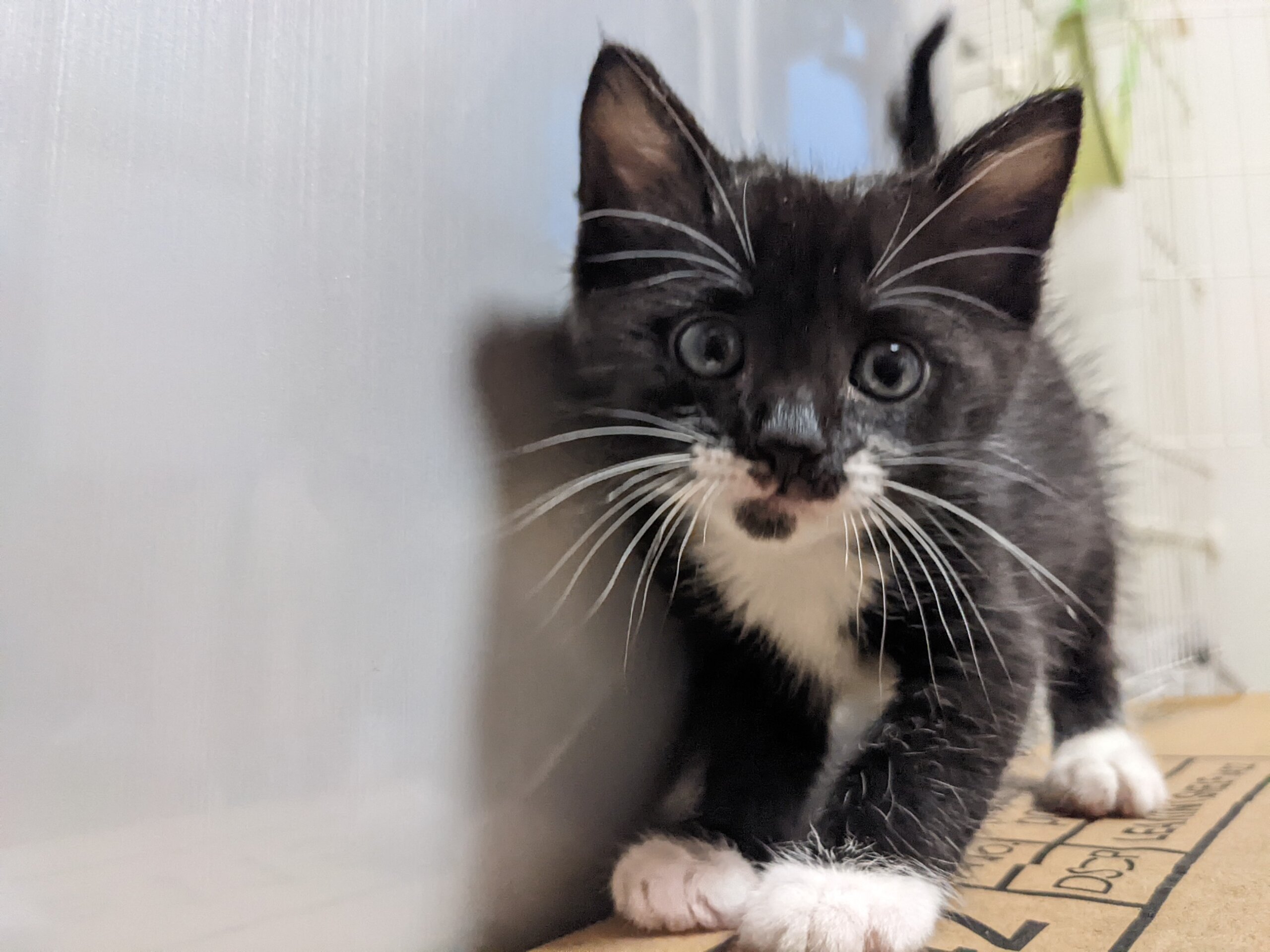 【トライアル予定】生後1ヶ月おてんばガール