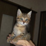 生後二か月前後の子猫(男だよ)