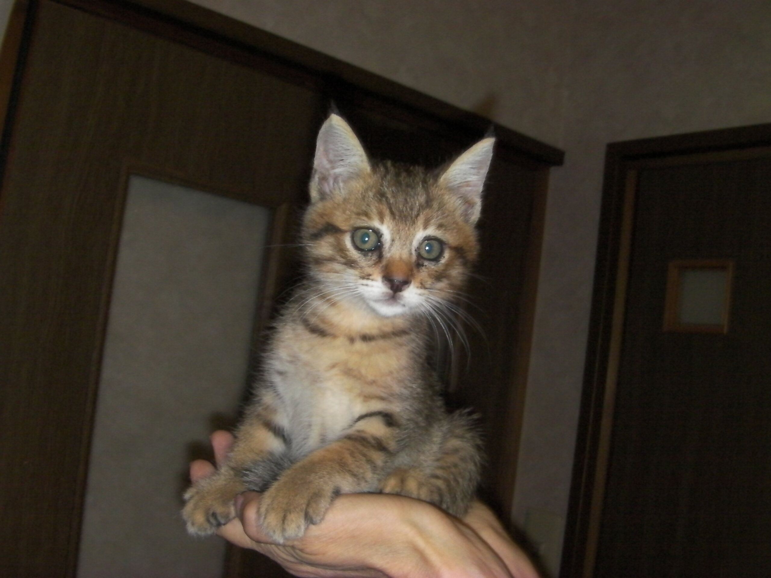 生後二か月前後の子猫(男だよ)