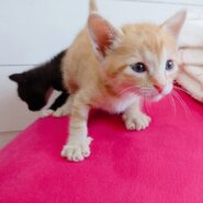 【写真更新】生後1ヶ月甘えん坊の茶トラ♂