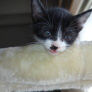 生後２ヶ月の子猫です。