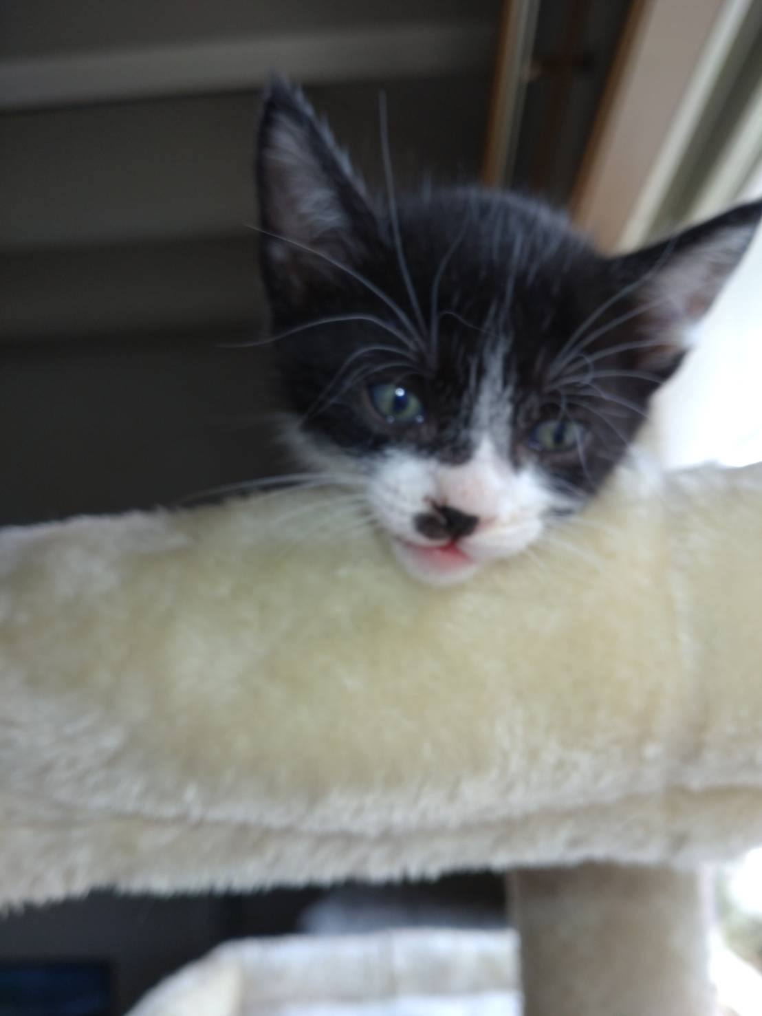 生後２ヶ月の子猫です。