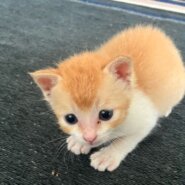 生後１ヶ月前後の子猫（男の子）