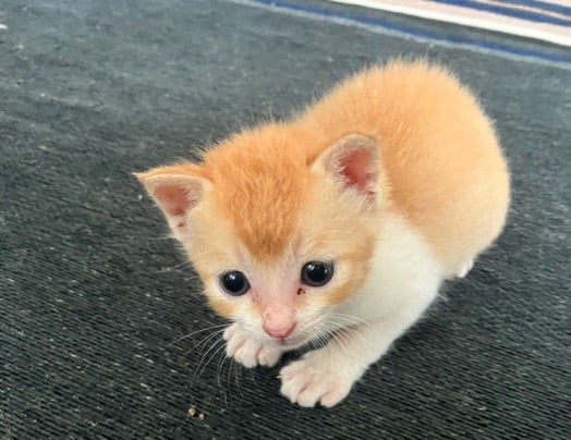 生後１ヶ月前後の子猫（男の子）