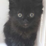 2022年9月16日入所の黒の長毛の子猫の女の子！