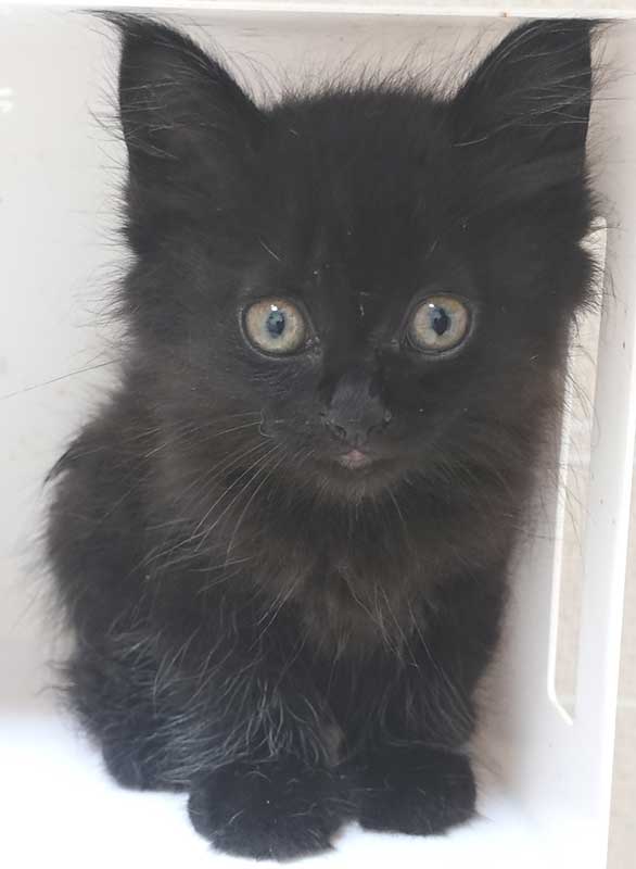 2022年9月16日入所の黒の長毛の子猫の女の子！