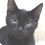 大変かわいらしい黒の子猫の女の子