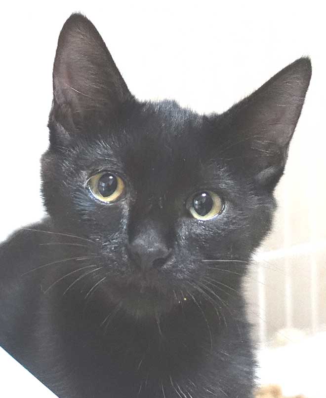 大変かわいらしい黒の子猫の女の子