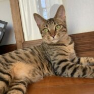 9ヶ月 男の子 ーネグレクトから幸せ猫さんへー