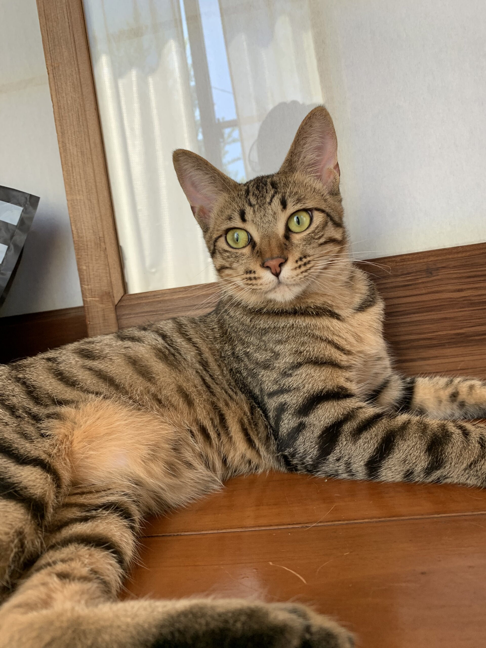 9ヶ月 男の子 ーネグレクトから幸せ猫さんへー