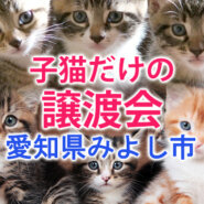 子猫のみ24匹／みよし市