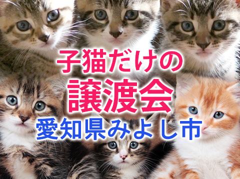 子猫のみ24匹／みよし市