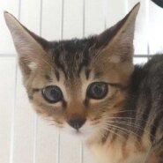 大変かわいらしいキジトラ子猫の男の子