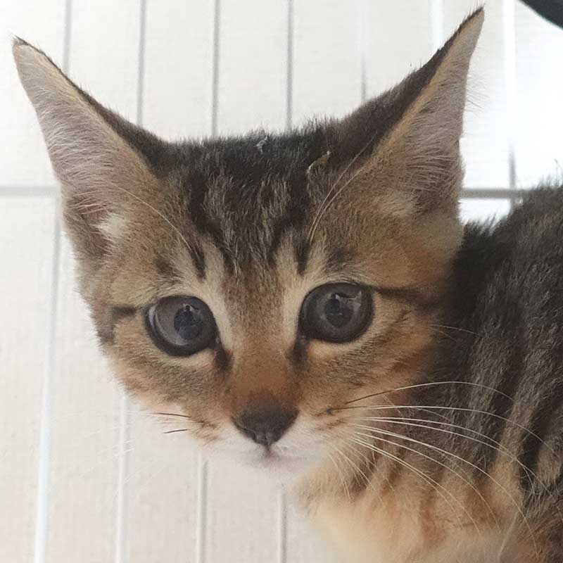 大変かわいらしいキジトラ子猫の男の子