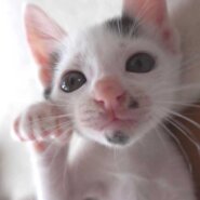 2022年9月5日入所の白黒の子猫の女の子