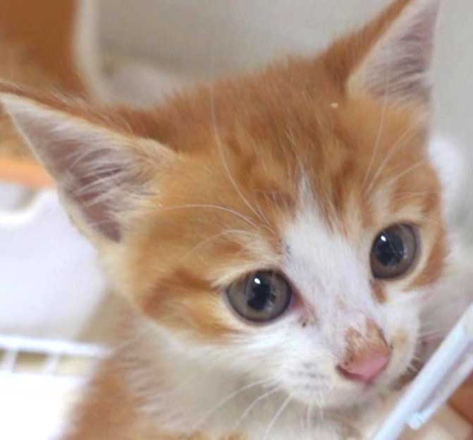 2022年9月20日入所の茶白長毛の女の子！