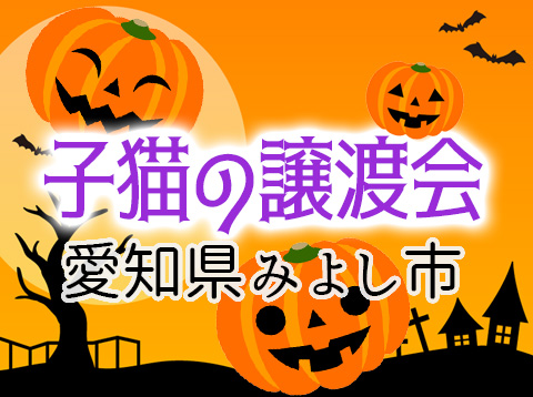 ちっちゃい猫25匹／みよし市