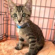 ☆やんちゃで大らか　キジトラ　男の子　ロンくん☆