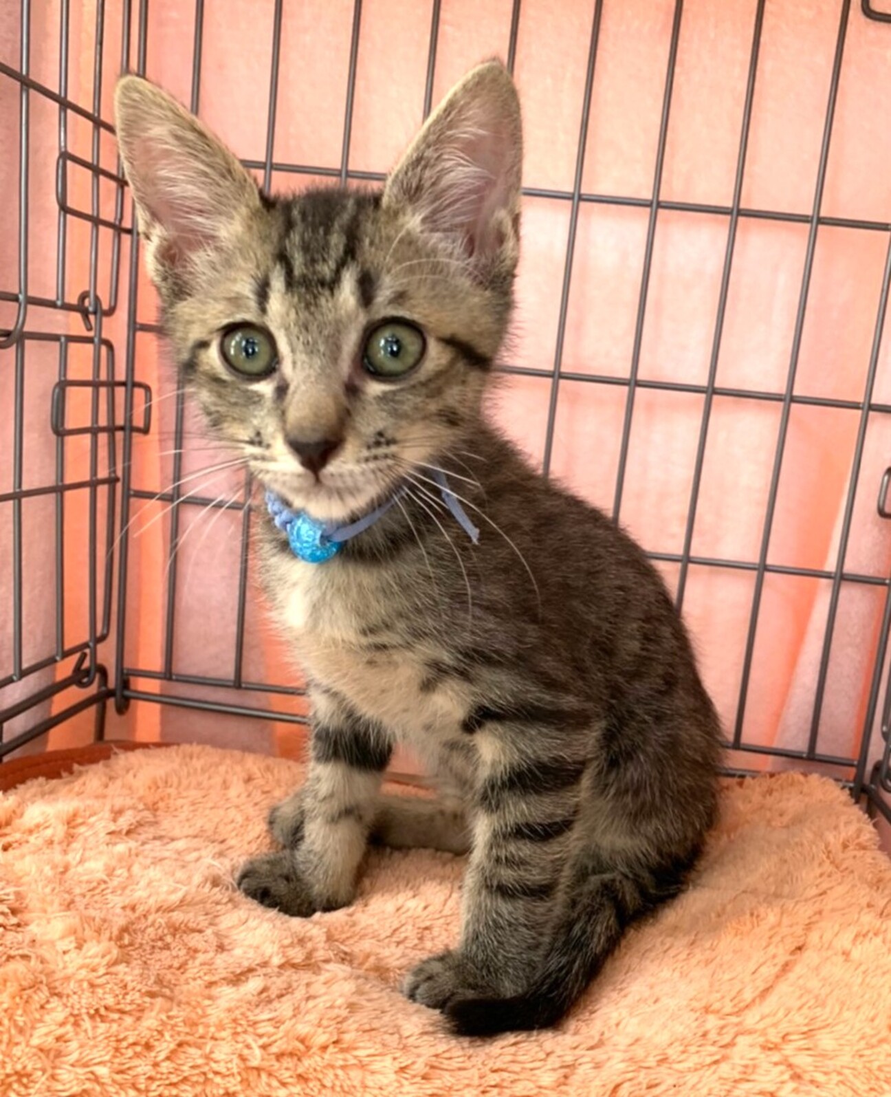 ☆やんちゃで大らか　キジトラ　男の子　ロンくん☆