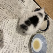 9/1頃生♂しっぽのない甘えん坊ブチ猫くん