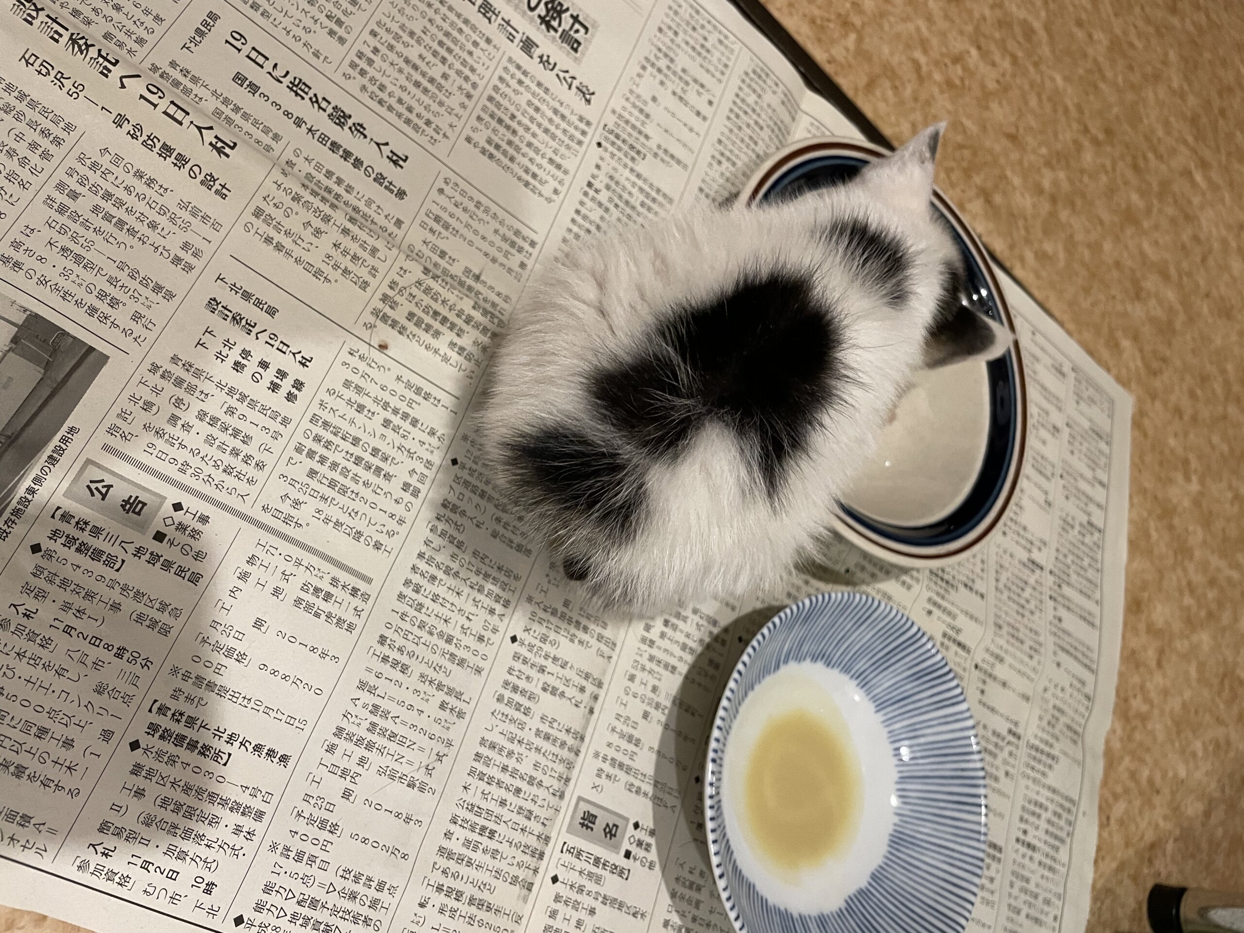 9/1頃生♂しっぽのない甘えん坊ブチ猫くん