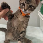 人が大好き甘えん坊キジトラ男の子モスくん♥️