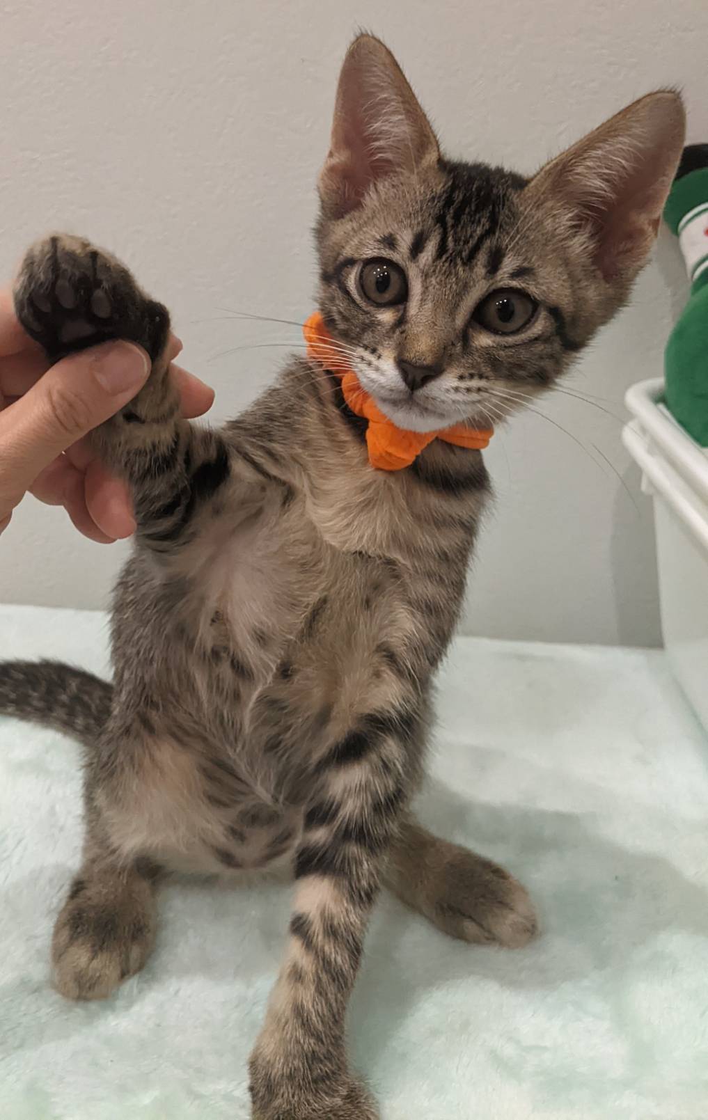 人が大好き甘えん坊キジトラ男の子モスくん♥️