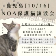 鹿児島Noa保護猫譲渡会