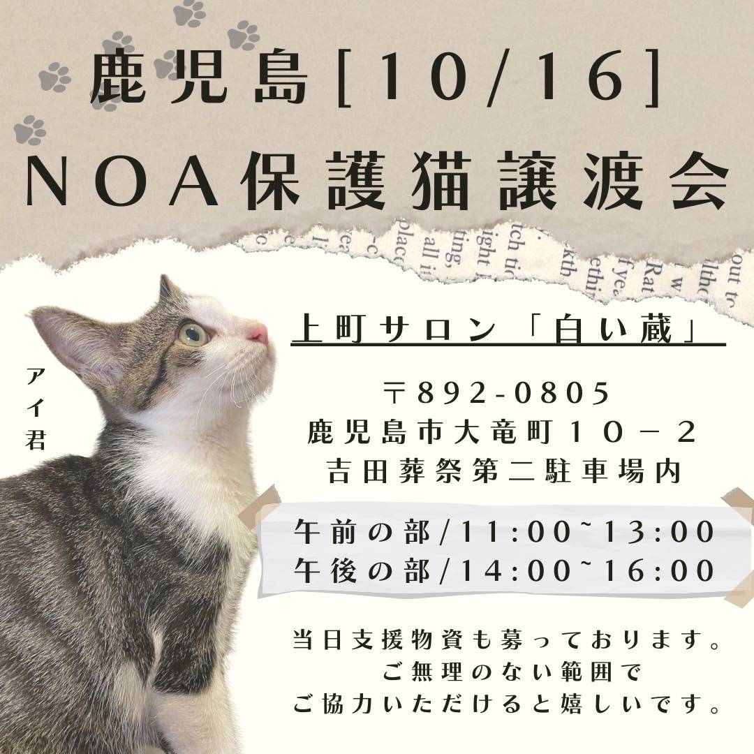 鹿児島Noa保護猫譲渡会