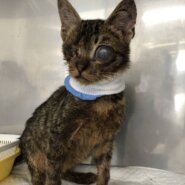 のあ♂盲目の小さな甘えん坊