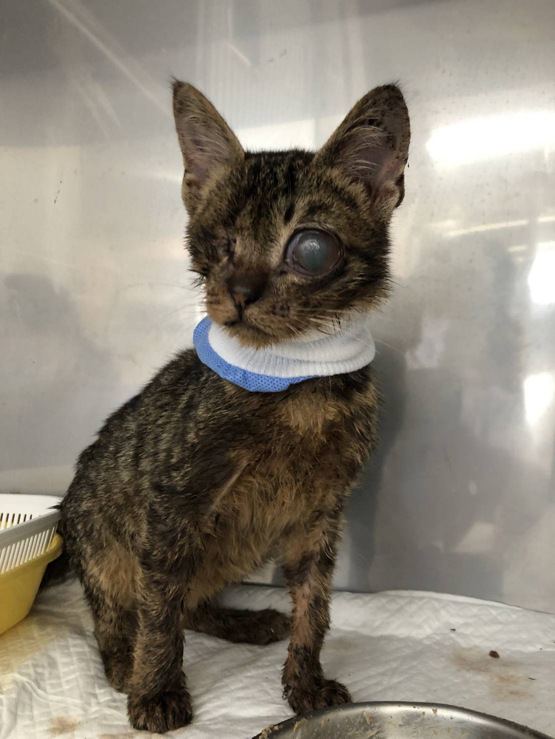 のあ♂盲目の小さな甘えん坊