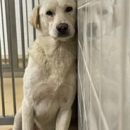 寂しくて壁にすがる男の子です