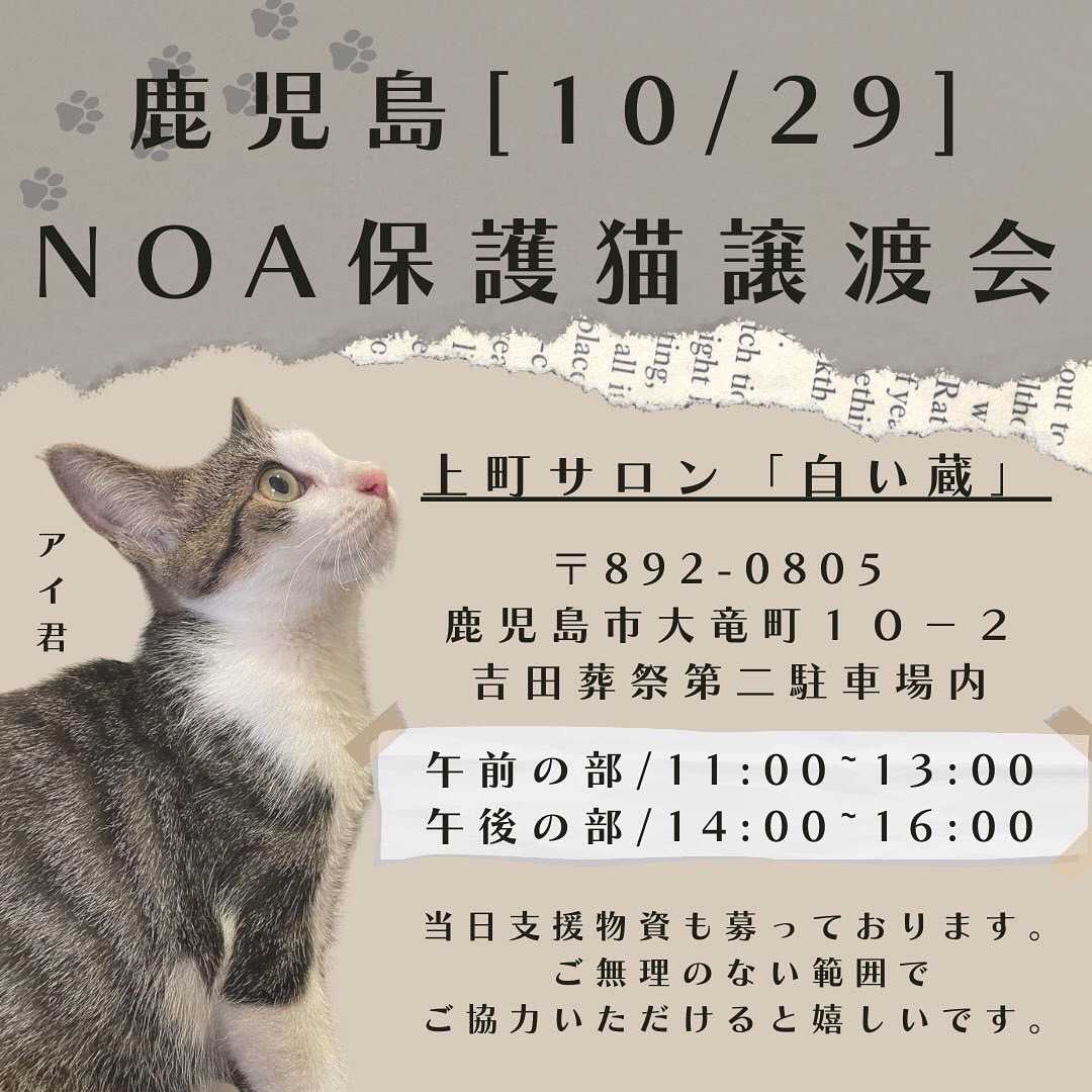 鹿児島Noa保護猫譲渡会