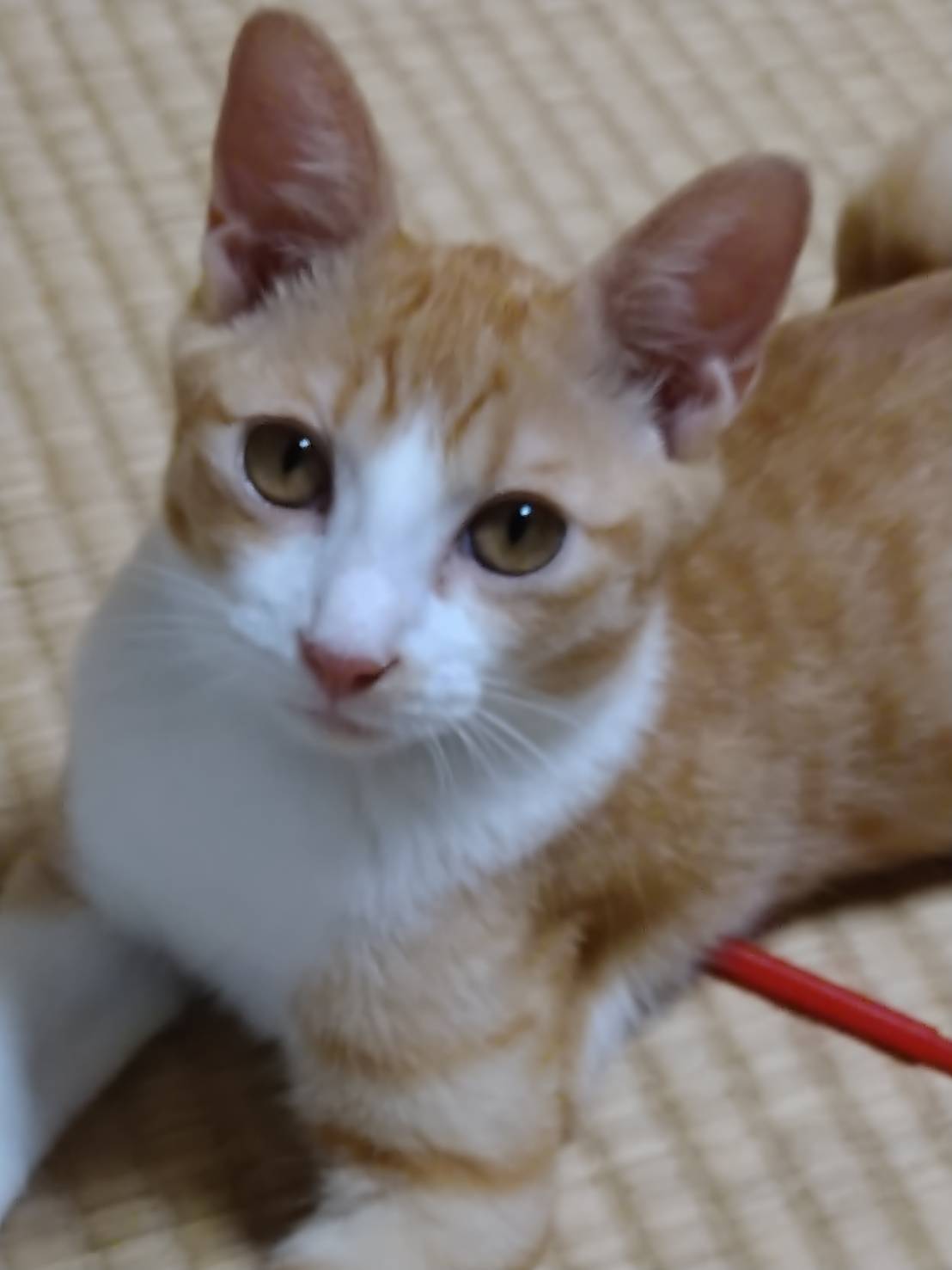 4ヶ月の黄白♂くん