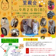 子猫いっぱい里親会！